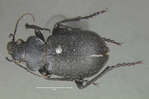 Calosoma tepidum - photo 4