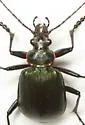Calosoma wilcoxi