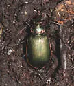 Calosoma wilcoxi - photo 2