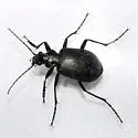 Calosoma wilcoxi - photo 3