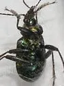 Calosoma wilcoxi - photo 4