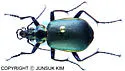Calosoma wilcoxi - photo 5