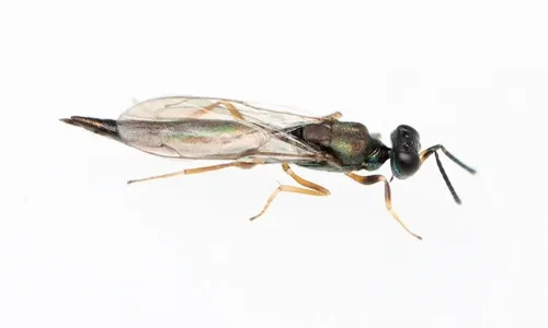 Calosota acron