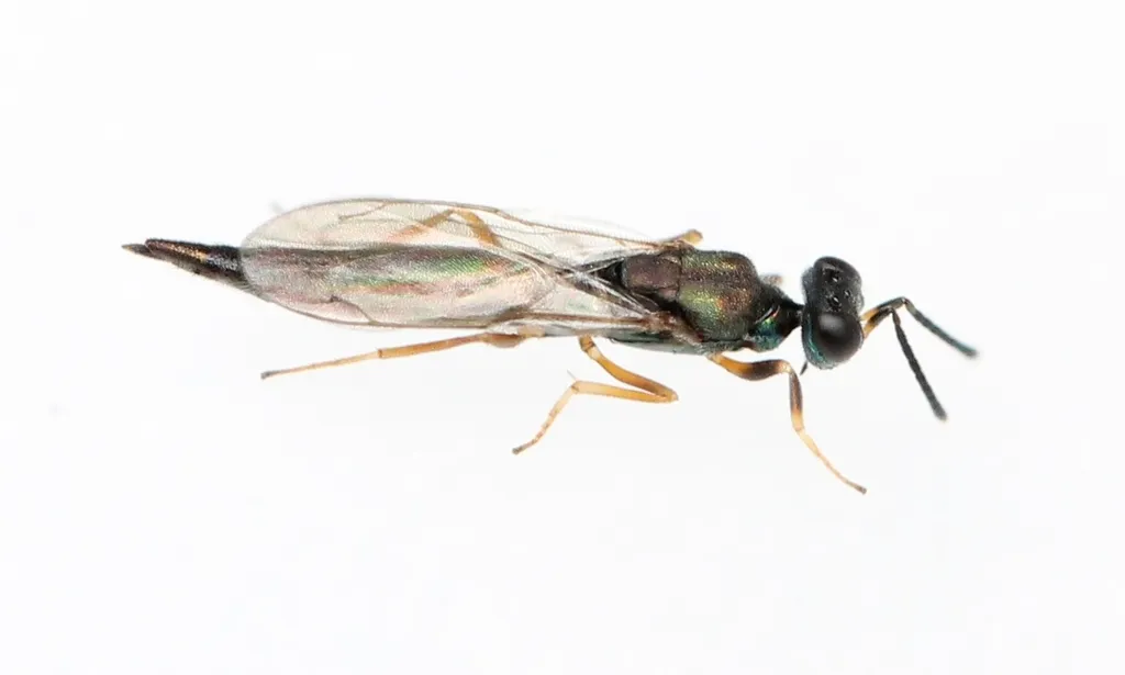 Calosota acron - photo 2