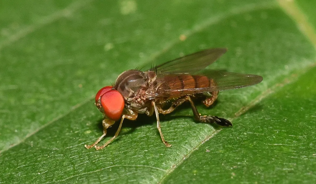 Calotarsa insignis