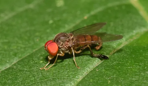Calotarsa insignis - photo 2
