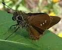 Brazilian Skipper - Hodges#4115 - Calpodes ethlius