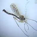 Calusamyia hribari
