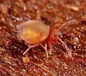 Calvatomina rufescens