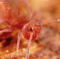 Calvatomina rufescens - photo 2
