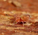 Calvatomina rufescens - photo 3