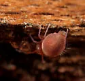 Calvatomina rufescens - photo 4
