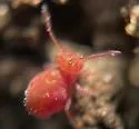 Calvatomina rufescens - photo 5