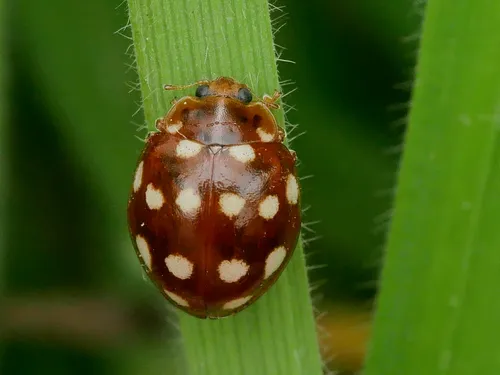 Cream-spotted Lady Beetle