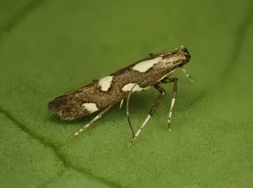 Calybites phasianipennella