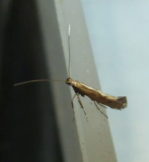 Calybites phasianipennella - photo 2