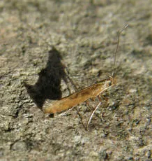 Calybites phasianipennella - photo 3