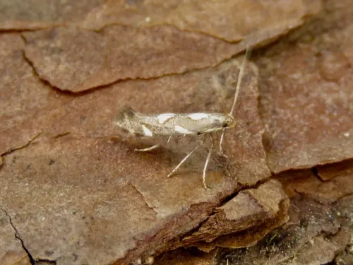 Calybites phasianipennella - photo 4