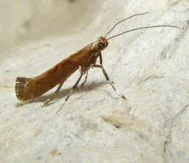 Calybites phasianipennella - photo 5