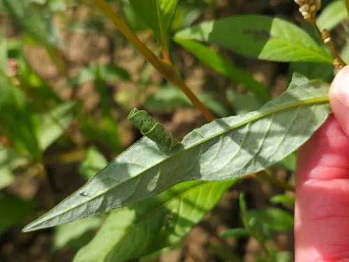 Calybites phasianipennella - photo 8