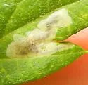 Calycomyza ambrosiae
