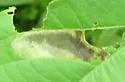 Calycomyza ambrosiae - photo 2