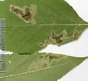 Calycomyza ambrosiae - photo 3