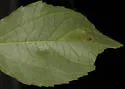 Calycomyza ambrosiae - photo 4