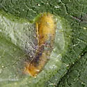 Calycomyza ambrosiae - photo 5