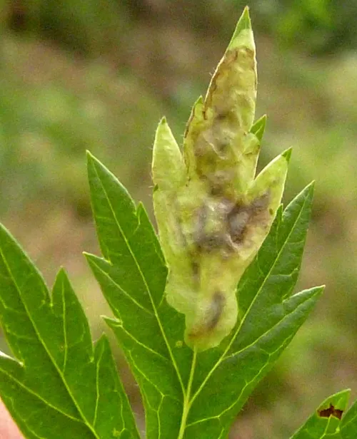 Calycomyza artemisiae