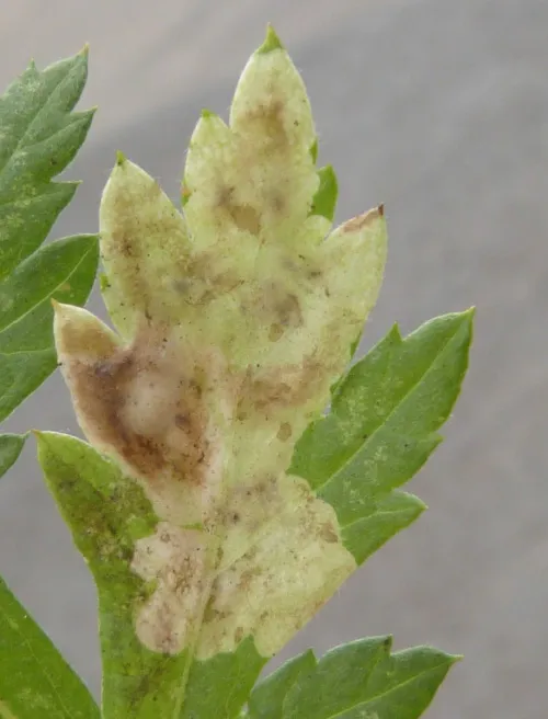 Calycomyza artemisiae - photo 2