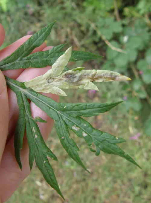Calycomyza artemisiae - photo 3