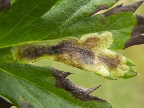 Calycomyza artemisiae - photo 4
