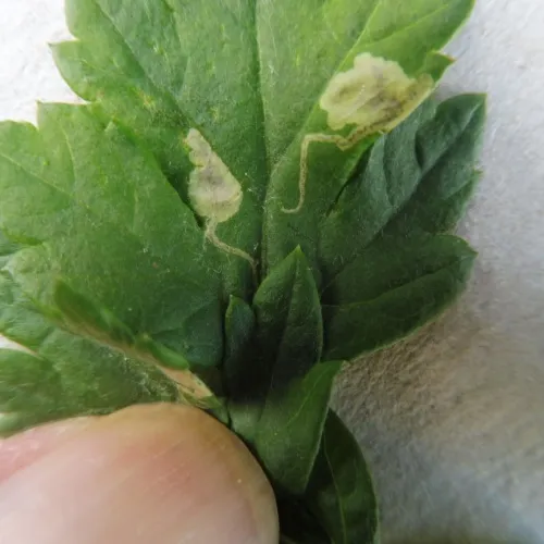 Calycomyza artemisiae - photo 6