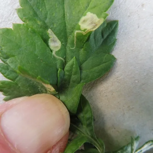 Calycomyza artemisiae - photo 7