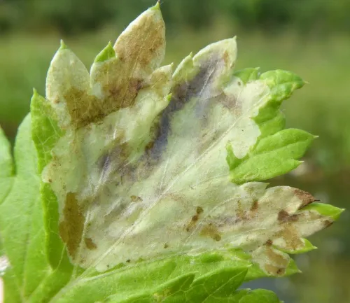 Calycomyza artemisiae - photo 8