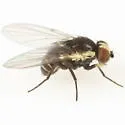 Calycomyza artemisivora