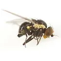 Calycomyza avira - photo 3