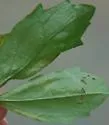 Calycomyza baccharidis
