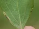 Calycomyza baccharidis - photo 2