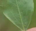 Calycomyza baccharidis - photo 3