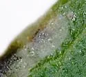Calycomyza baccharidis - photo 4