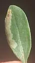 Calycomyza baccharidis - photo 5