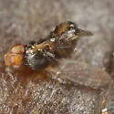 Calycomyza chrysopsidis