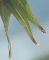 Calycomyza chrysopsidis - photo 4