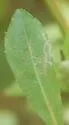 Calycomyza chrysopsidis - photo 5