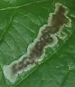 Calycomyza cynoglossi