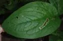 Calycomyza cynoglossi - photo 2