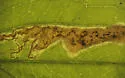 Calycomyza cynoglossi - photo 4
