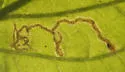 Calycomyza cynoglossi - photo 5